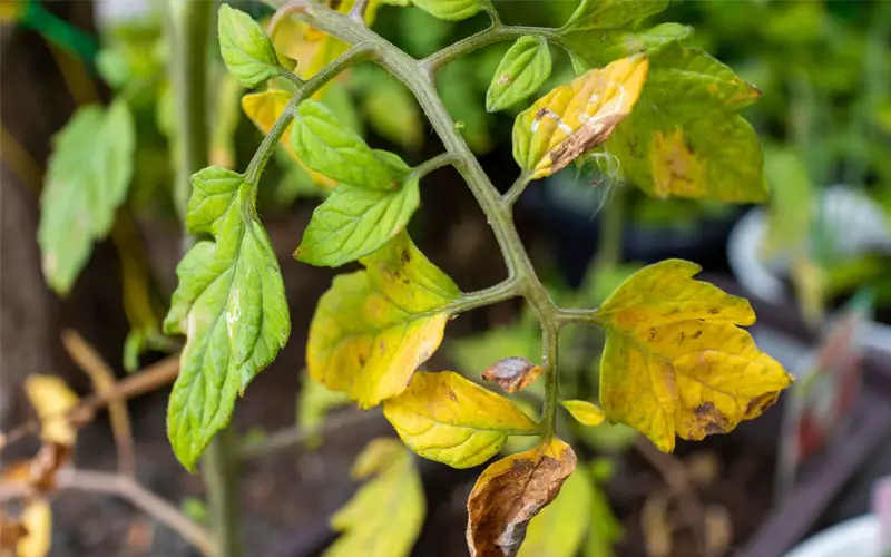 yellow tomato leaves