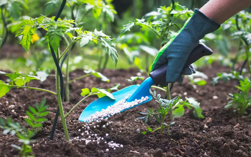best organic fertilizers for tomatoes