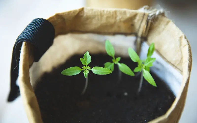 grow tomatoes form seeds