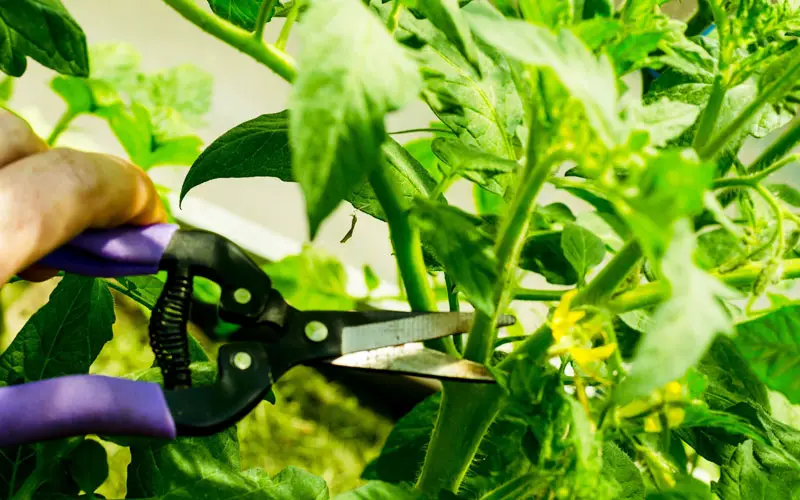 pruning tomatoes ultimate guide