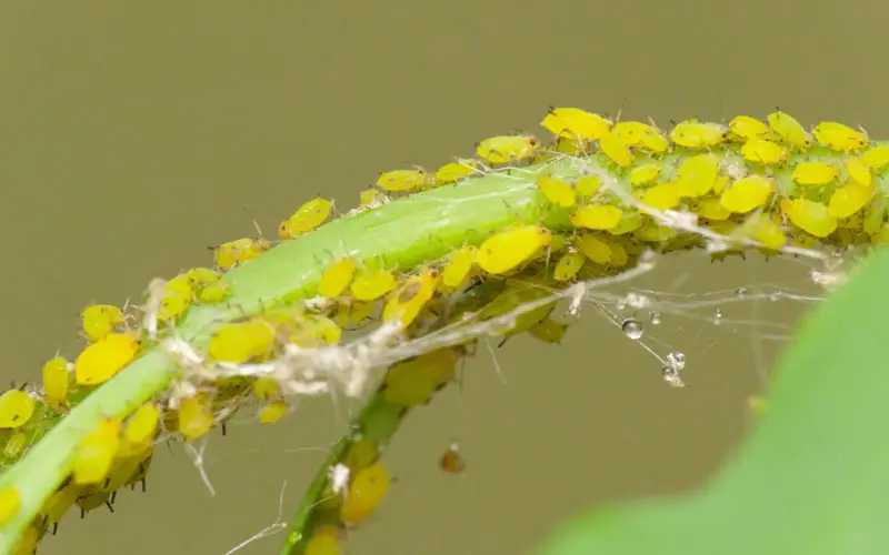 repel aphids naturally tomatoes