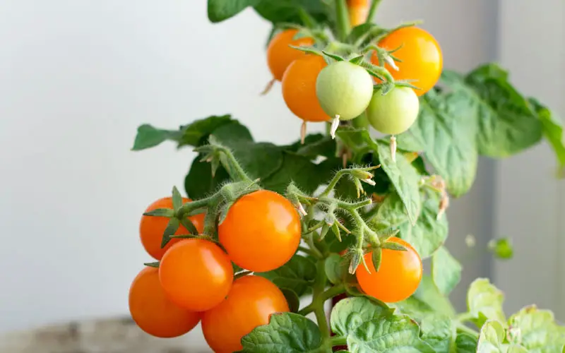 10 determinate tomato varieties