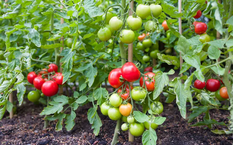 determinate vs indeterminate tomato plants