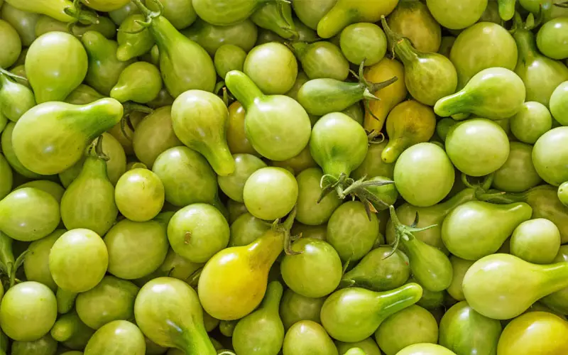 green cherry tomatoes falling