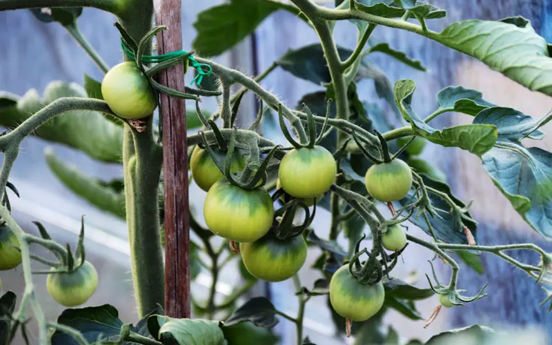 10 indeterminate tomato varieties