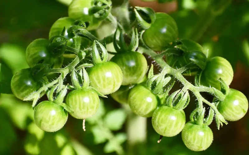 pick cherry tomatoes green