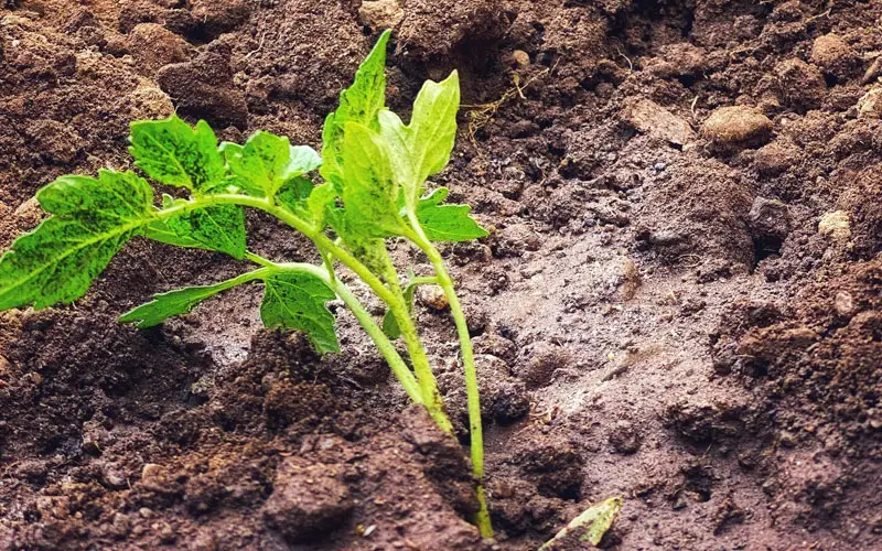 tomato seedlings dying