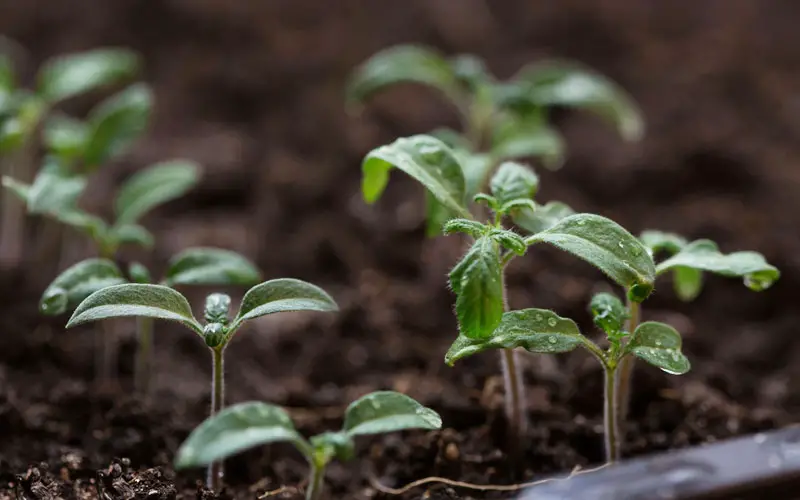 tomato seedlings not growing