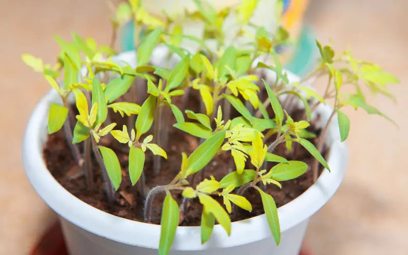 tomato seedlings turning yellow