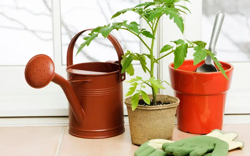 grow tomatoes indoors