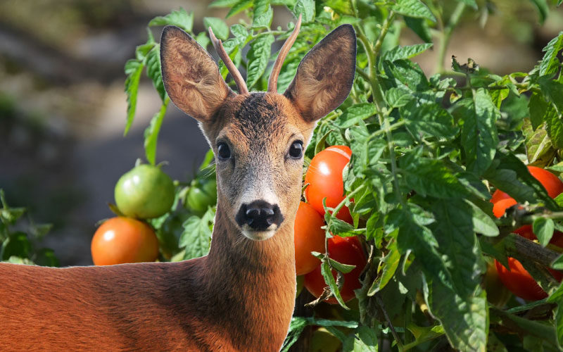 tomato plants deer resistant?
