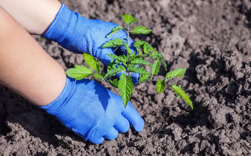 tomato plants in full sun