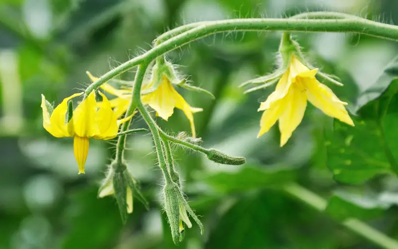 tomato plants self pollinating