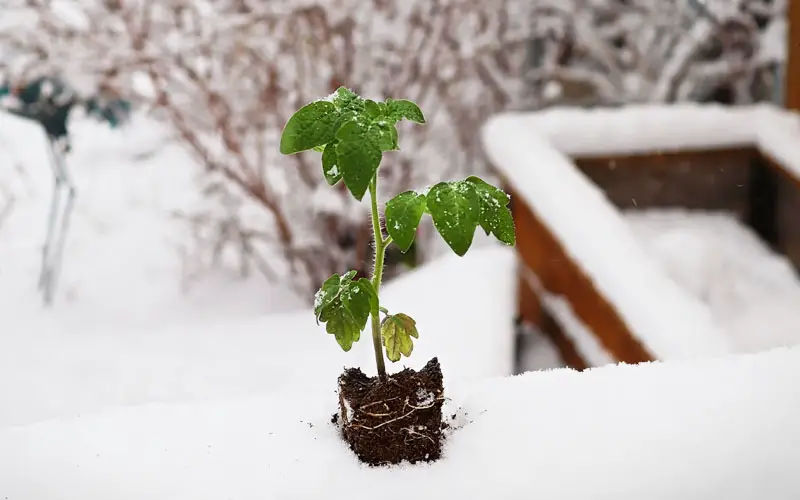 can tomato plants survive a freeze