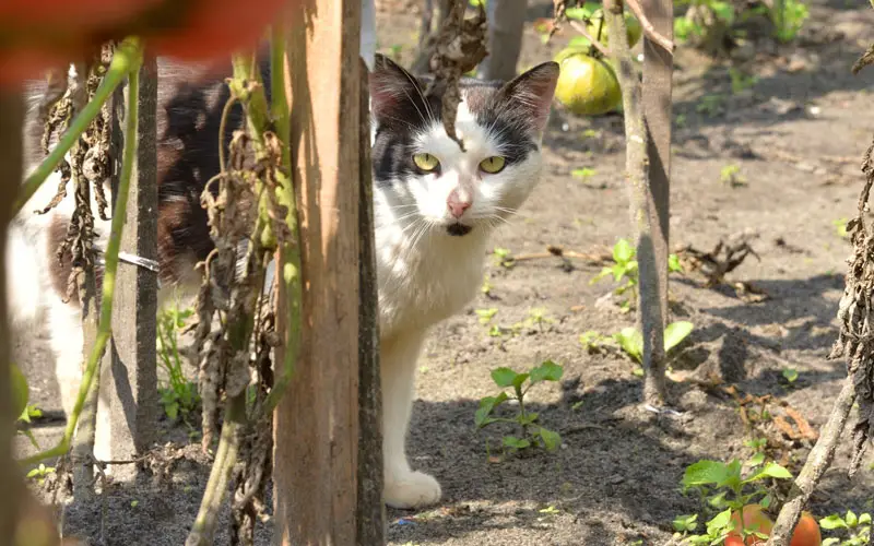 tomato plants toxic for cats