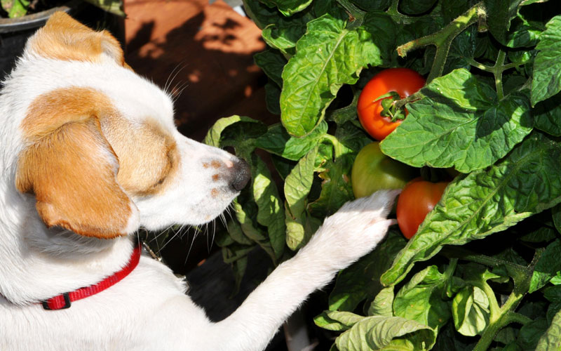 tomato plants toxic for dogs