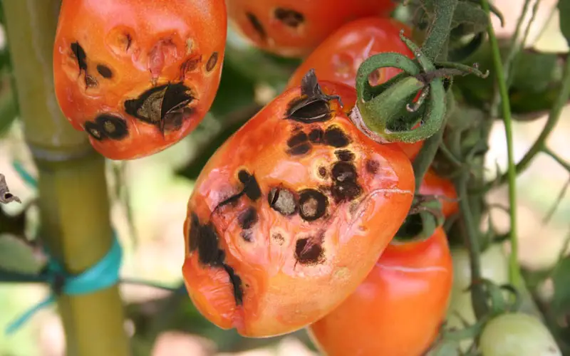 black-spots-tomato