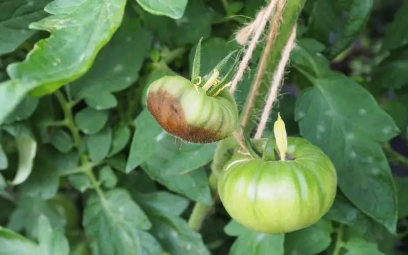 green tomato rot on the vine - blossom end rot