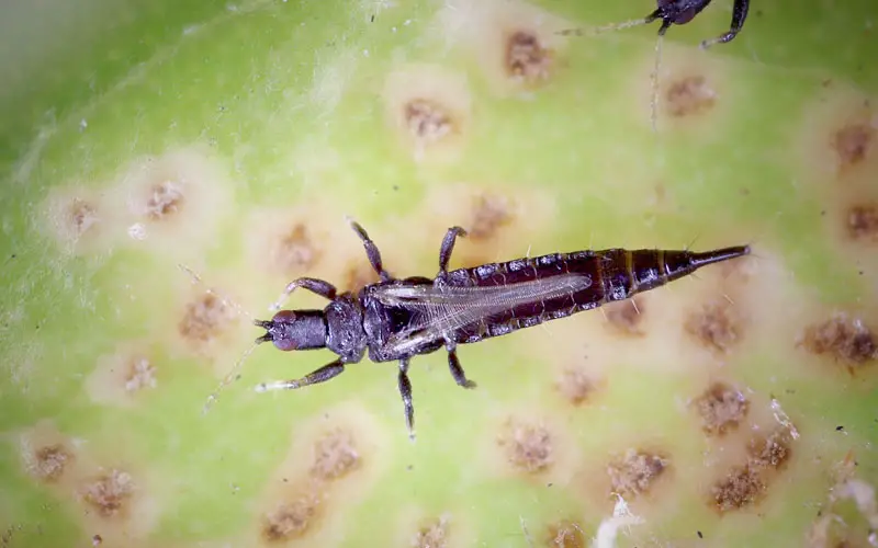 repel thrips on tomatoes