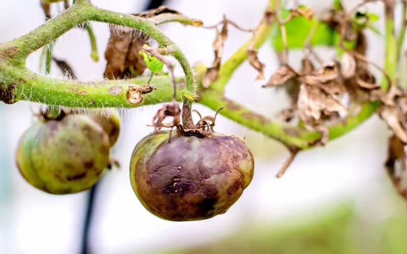 Why Do Green Tomatoes Rot on The Vine?