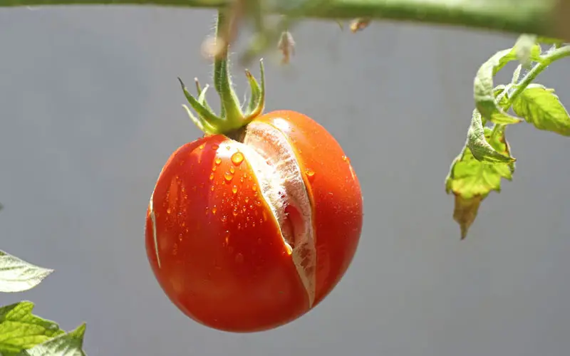 vertical tomato split and crack