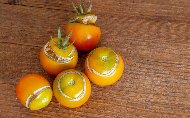 horizontal tomato split and crack