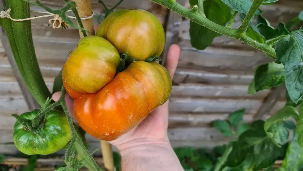 semi ripe tomato