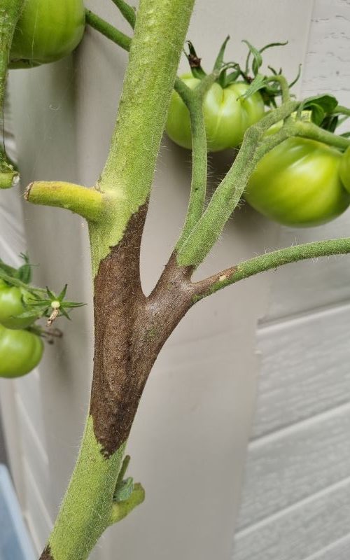 tomato disease - late blight