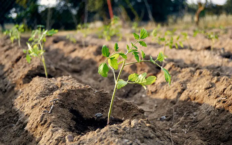 chicken manure as fertilizer for tomato plants