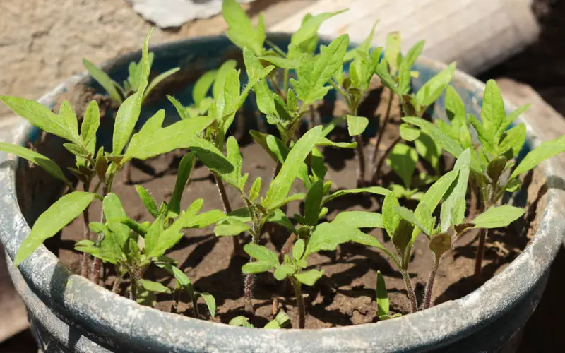 how many tomato plants per 5 gallon bucket