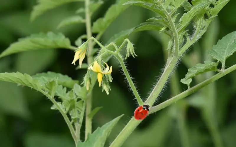 ladybugs good for tomato plants