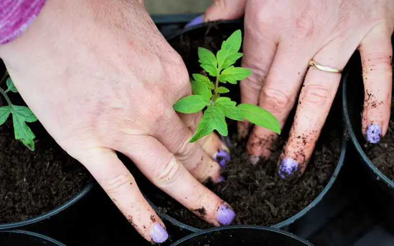 multi-purpose compost for tomato plants