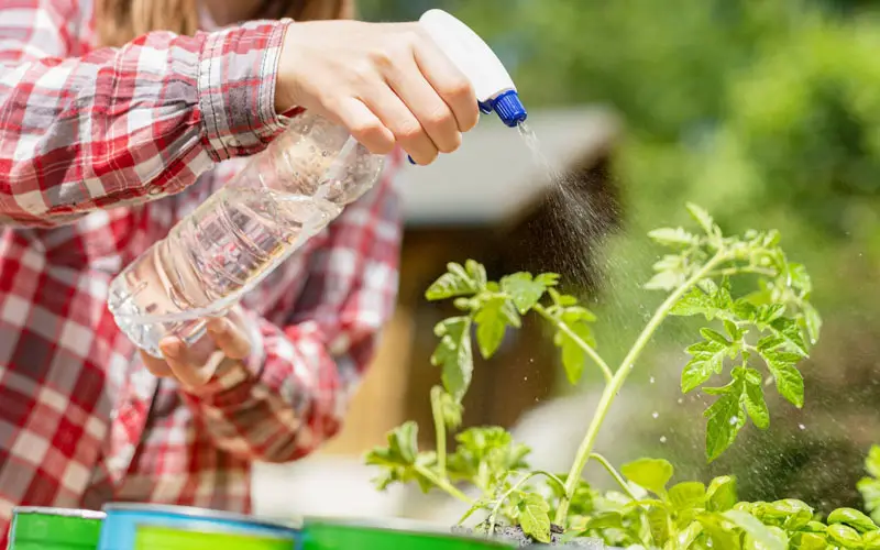 spray tomato plants with soapy water