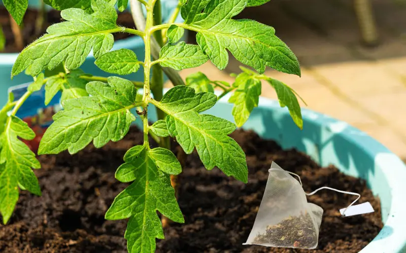 tea-bags-good-for-tomato-plants