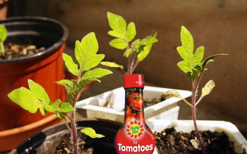baby bio on tomatoes