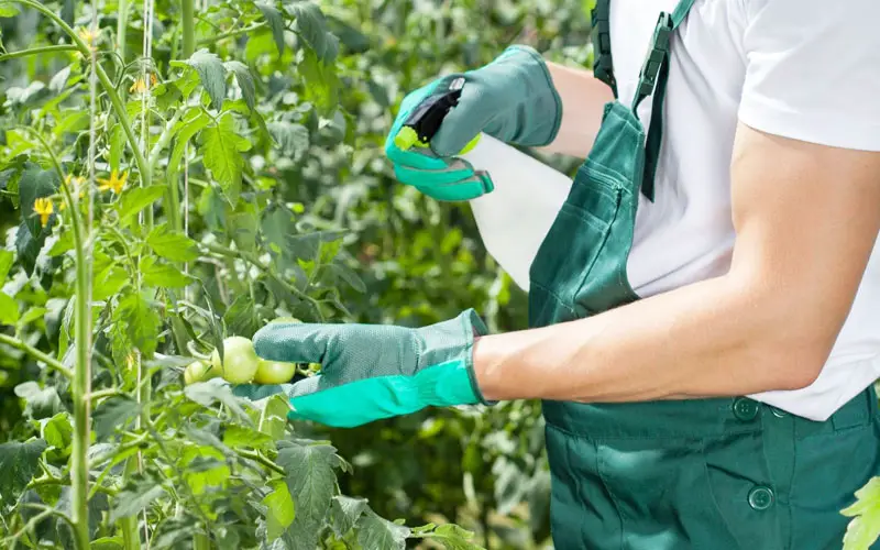 vinegar kill tomato plants