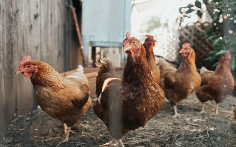 chickens kept in their cages away from treated soil