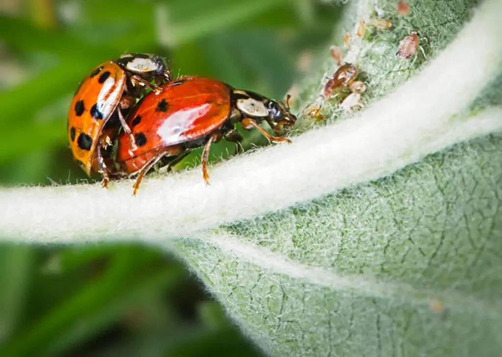 attracting ladybugs to the garden