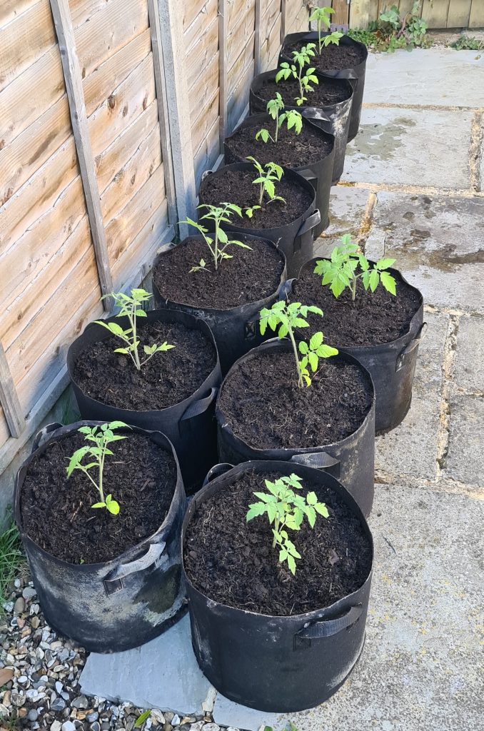 tomatoes in growing bags