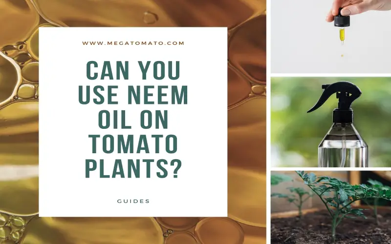use neem oil dor tomato plants