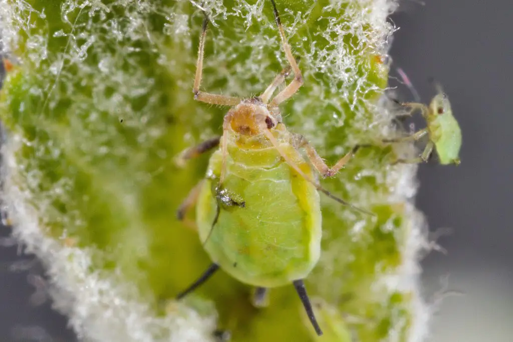 aphids