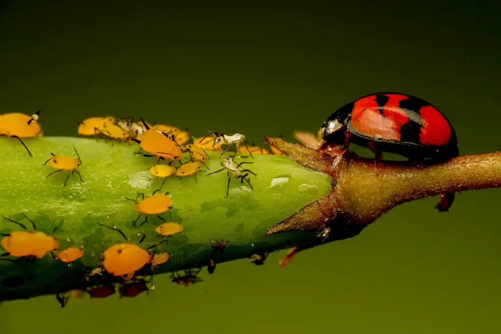 ladybugs aphids