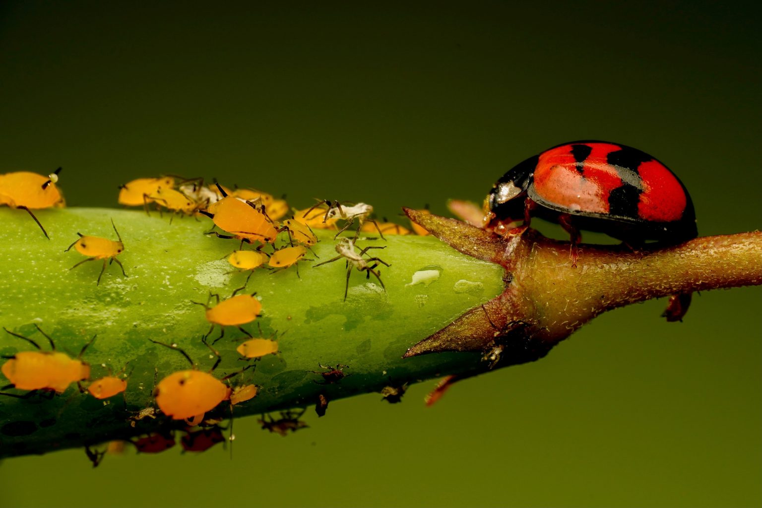 Are Ladybugs Good for Tomato Plants? MegaTomato