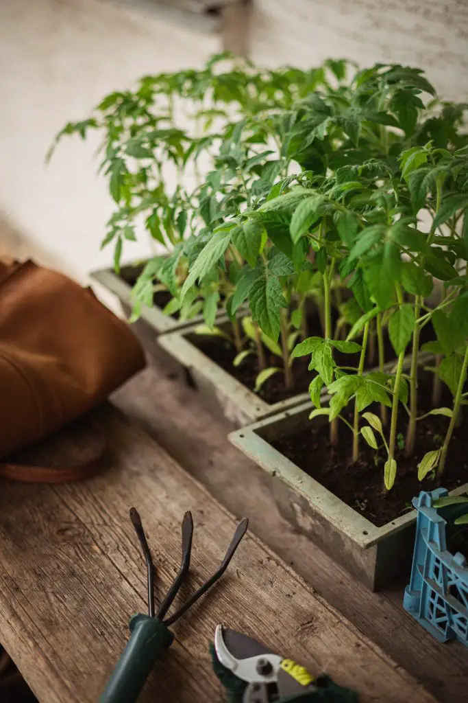 tomato seedlings