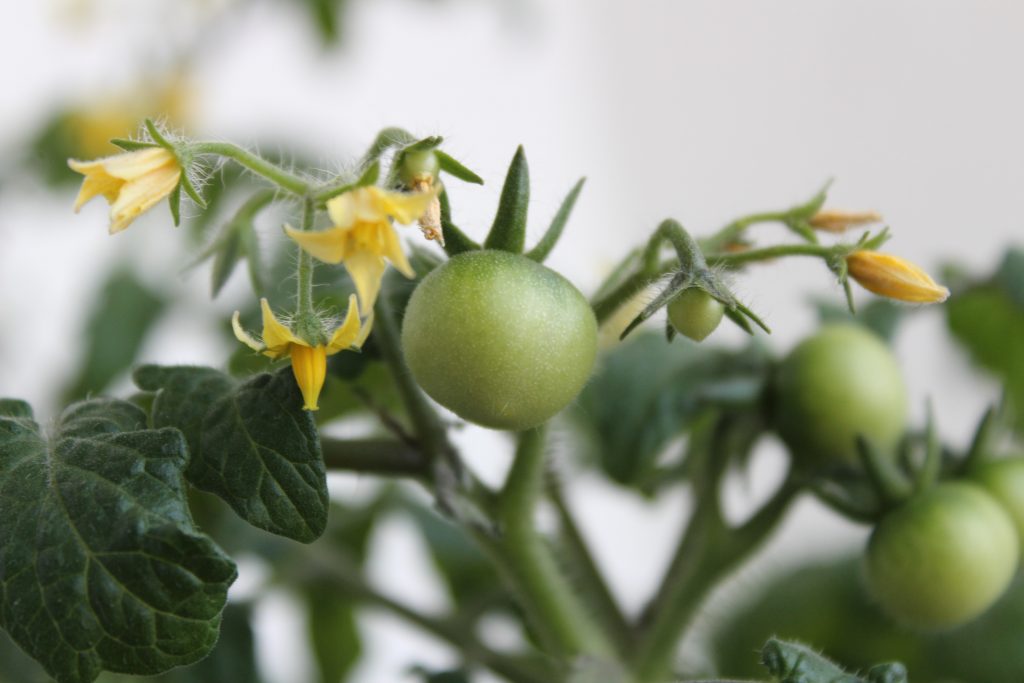 tomato flowers and immature fruits