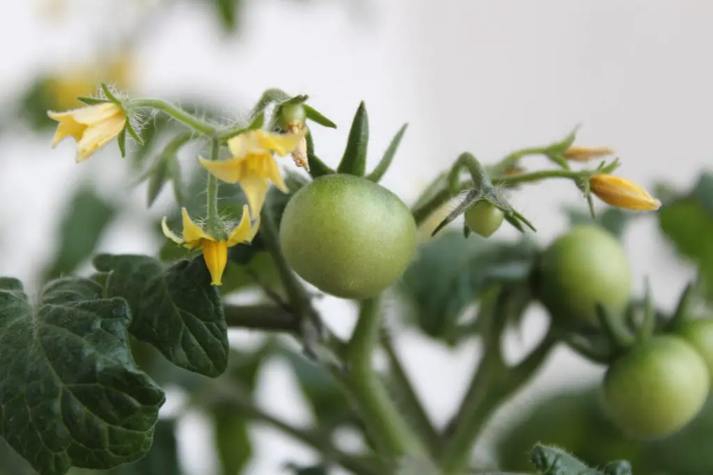 tomato flowers and immature fruits