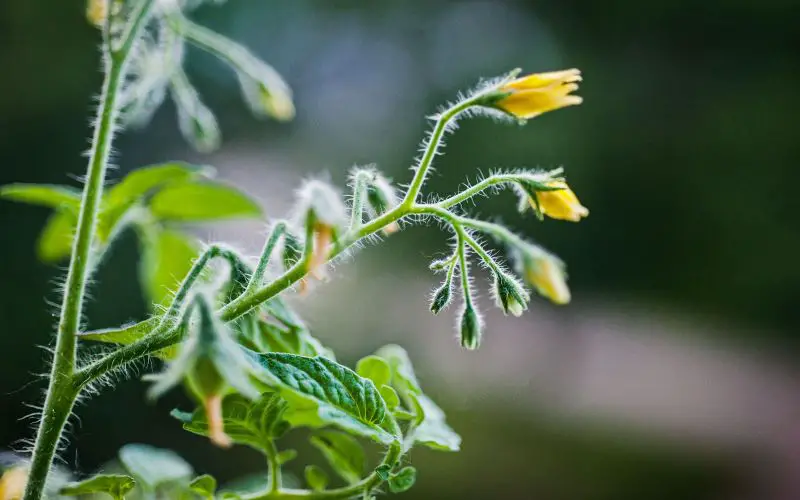 tomato flowers