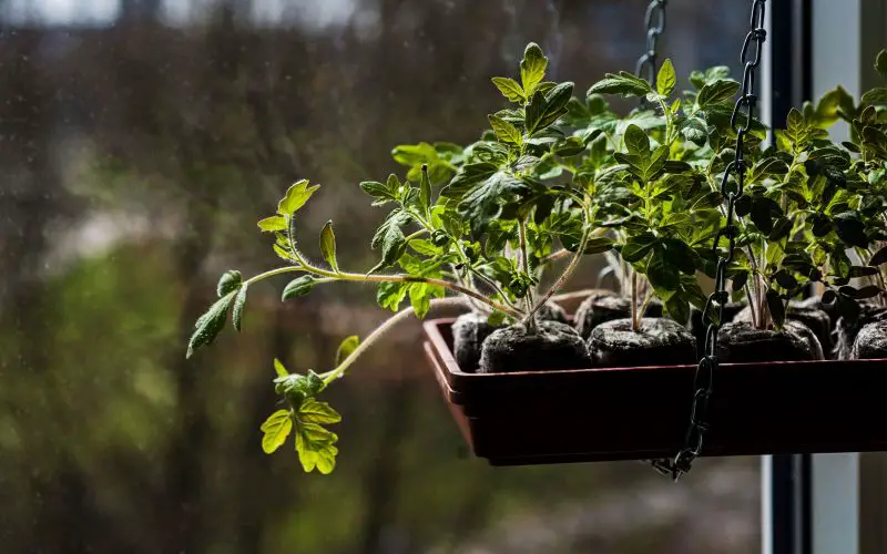 tomato seedlings in seed tray