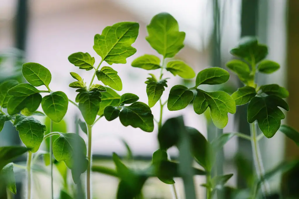 tomato seedlings