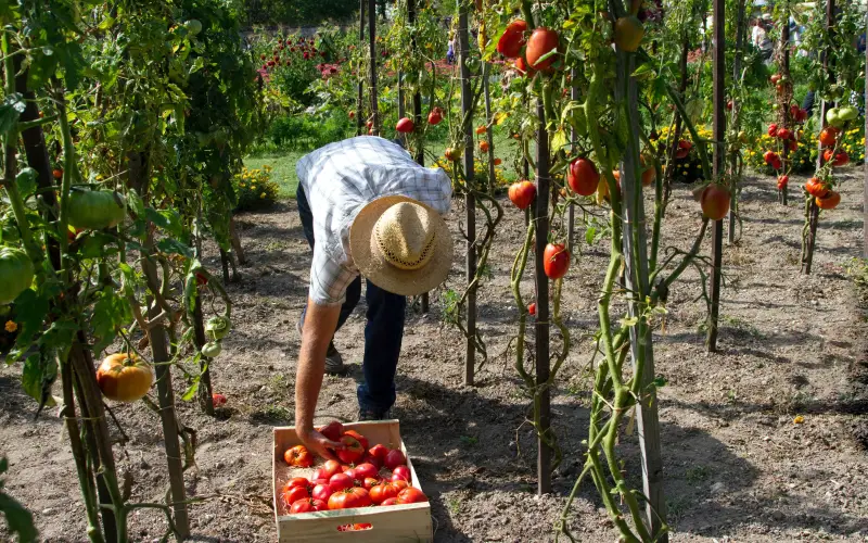 tomato plant spacing